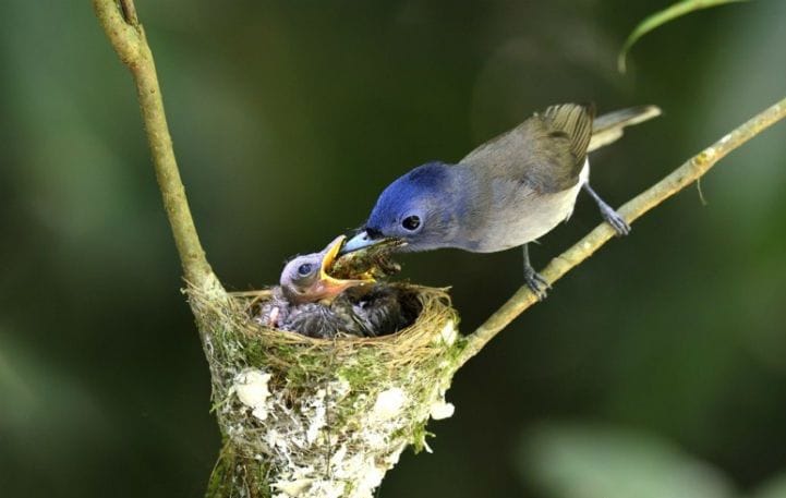  Birds drop their chicks if you touch them ?