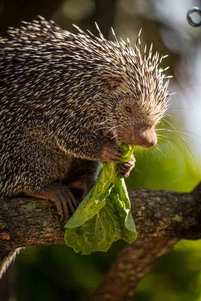 porcupine