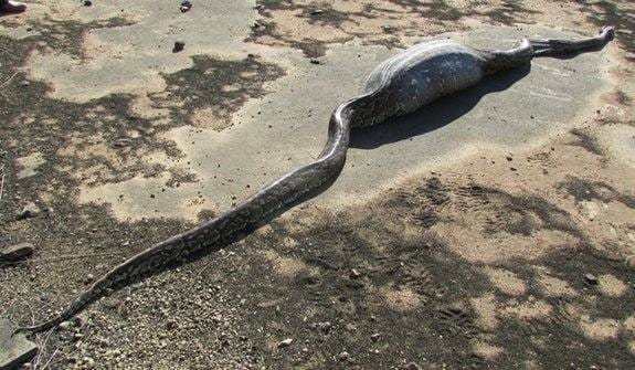 What happens if a python eats a porcupine ?