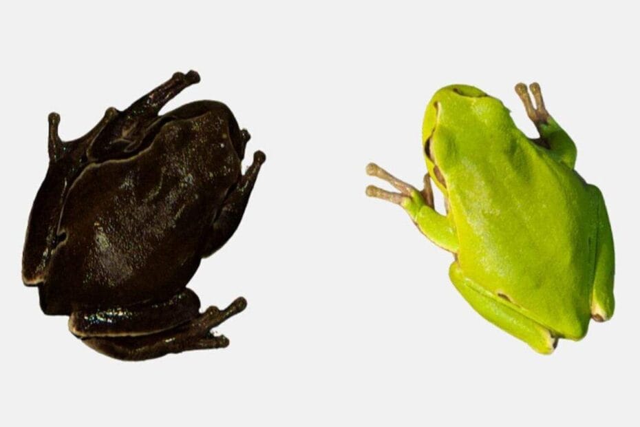 How The Chernobyl Nuclear Crisis Made Mutant Frogs ! - TOPICFLIX