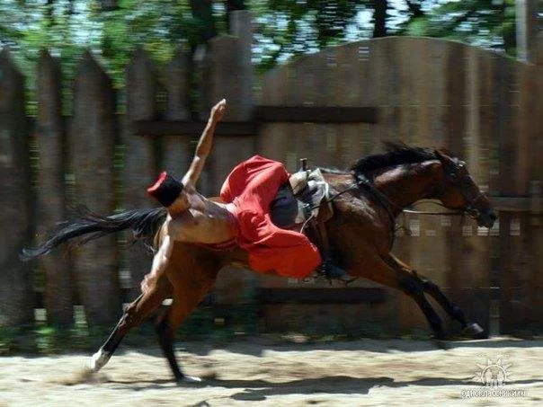 Which are the most dangerous animals that Americans are scared of ?
fall while riding Horses