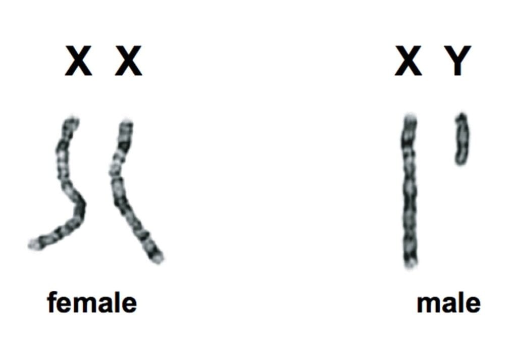 Females have two X-sex chromosomes.