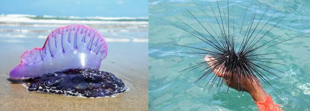 urchin and jellyfish